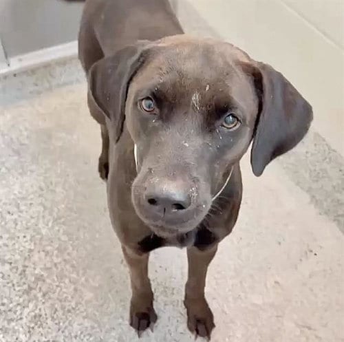 Photo of Sierra, adoptable Labrador Retriever in Houston, Texas