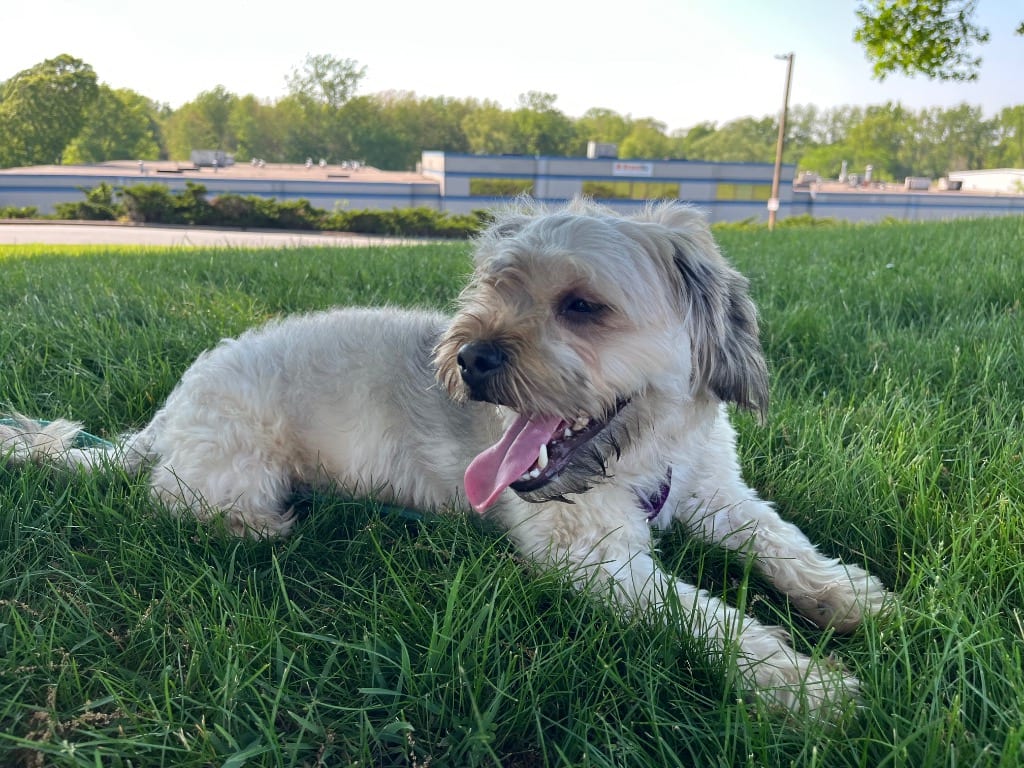 Photo of Charlie (f/k/a Canella), adoptable Lhasa Apso in Meriden, Connecticut