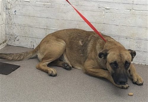 Photo of Tulip, adoptable Belgian Shepherd Malinois in San Bernardino, California