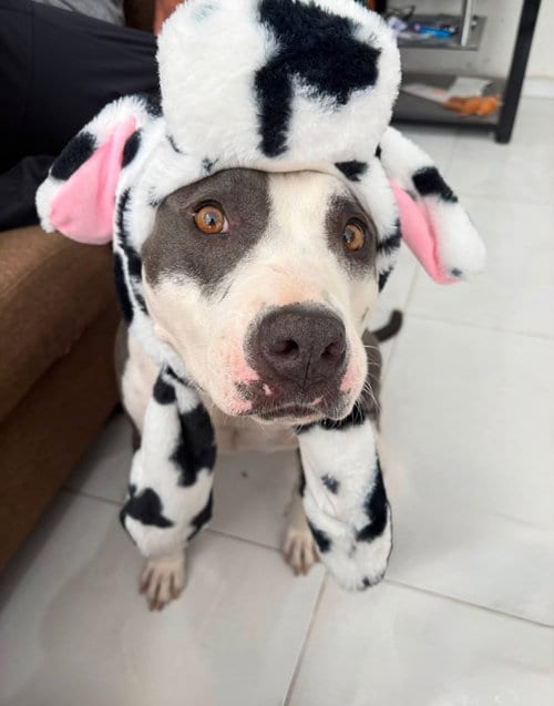Photo of Cow, adoptable American Pit Bull Terrier in San Diego, California