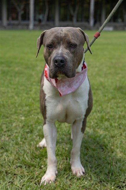 Photo of Sombra, adoptable American Bulldog in Miami, Florida