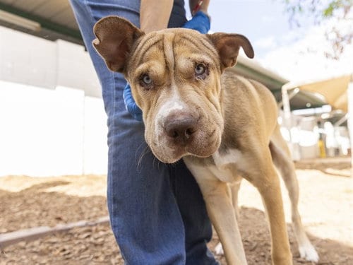 Photo of Soda Pop, adoptable Chinese Shar-Pei in Phoenix, Arizona