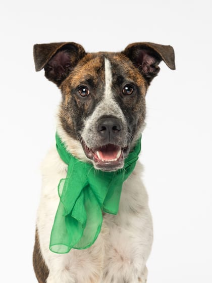 Photo of Stellar, adoptable dog in Atlanta, Georgia