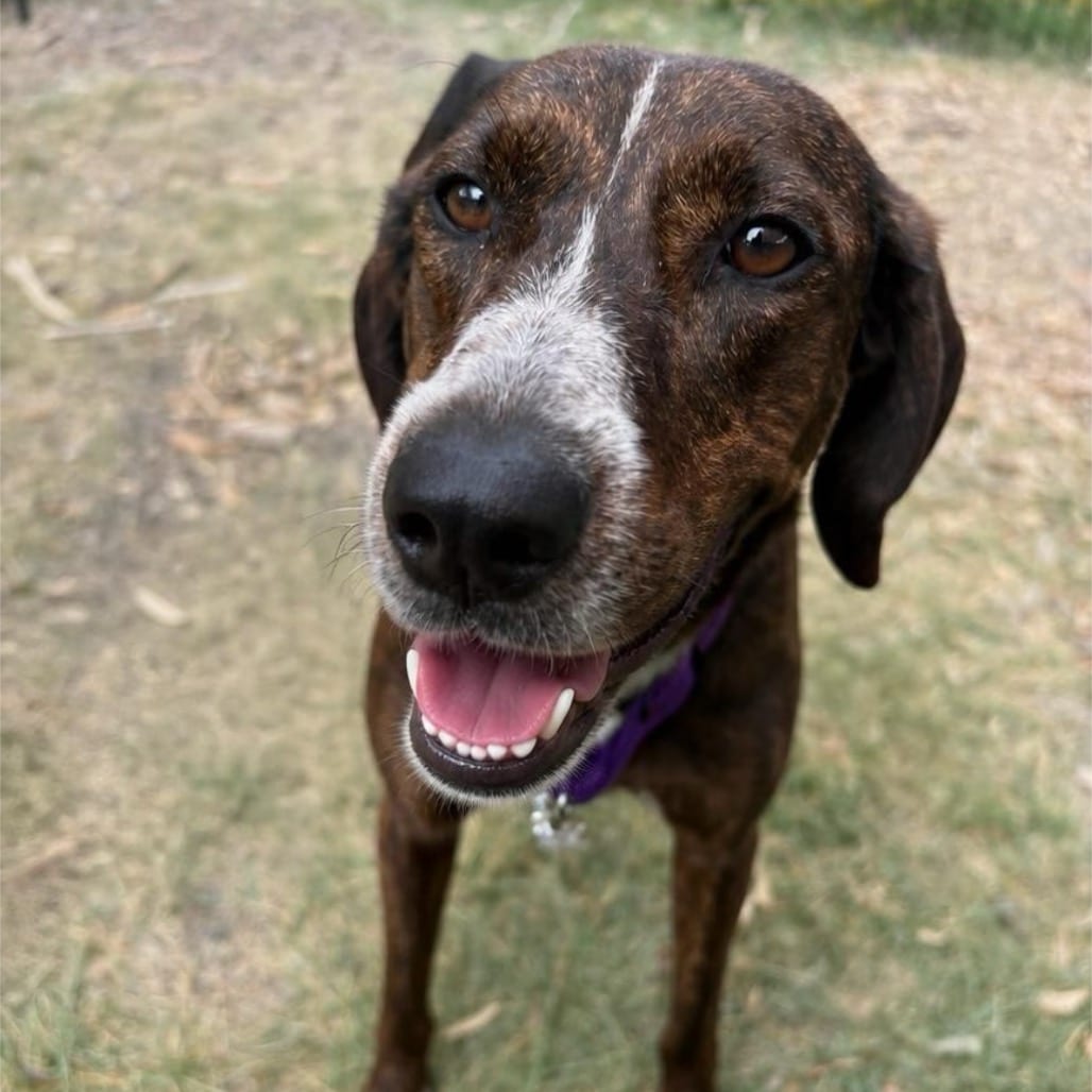 Photo of Hot Honey, adoptable Mixed Breed (Medium) in Wheeling, Illinois
