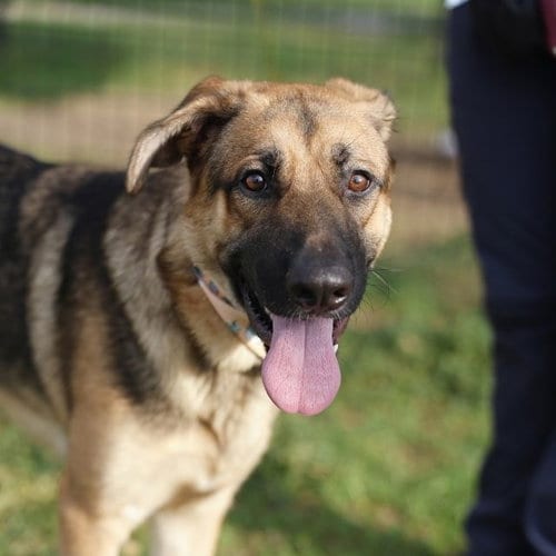 Photo of Max, adoptable German Shepherd Dog in San Antonio, Texas
