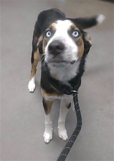 Photo of Sorbet, adoptable Australian Shepherd in Phoenix, Arizona