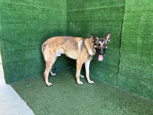 Photo of Harrison, adoptable Belgian Shepherd Malinois in Lancaster, California