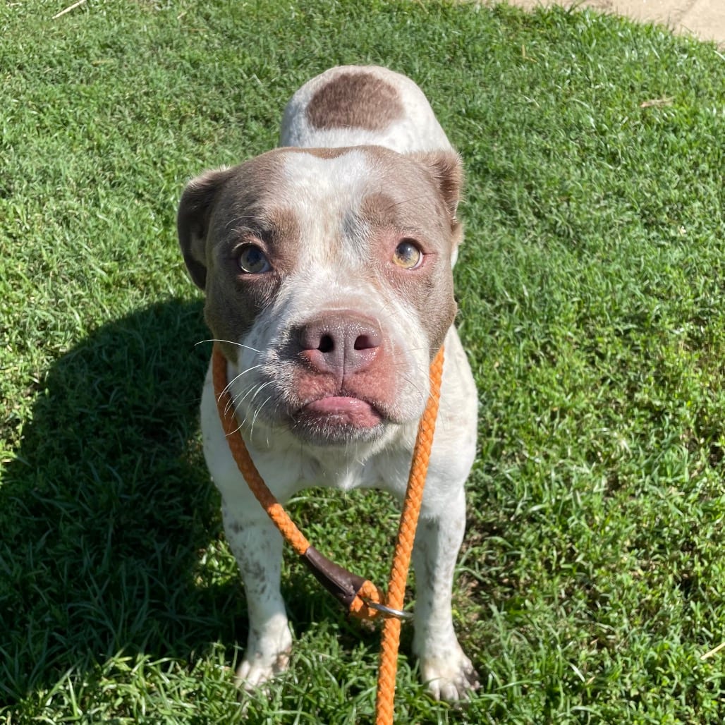 Photo of Taylor, adoptable Mixed Breed (Medium) in Chattanooga, Tennessee