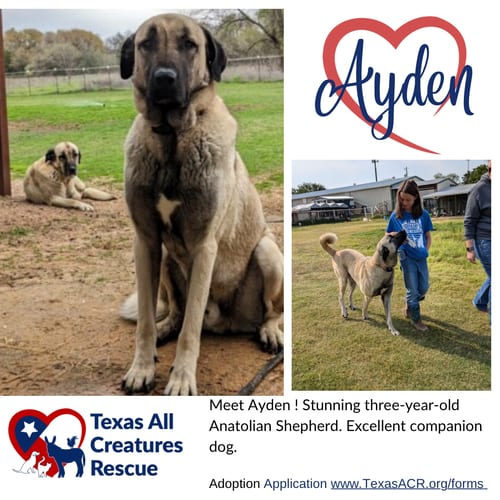 Photo of Ayden, adoptable Anatolian Shepherd in Lillian, Texas