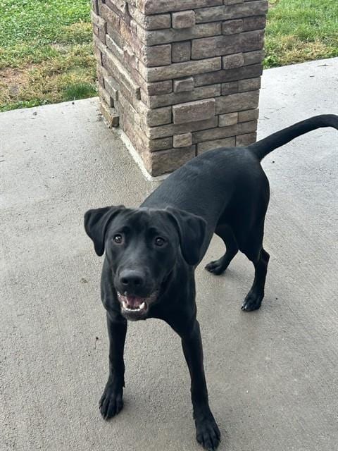 Photo of Shadow, adoptable Labrador Retriever in Pueblo, Colorado