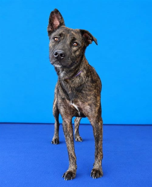 Photo of Phoenix, adoptable Dutch Shepherd in Baldwin Park, California