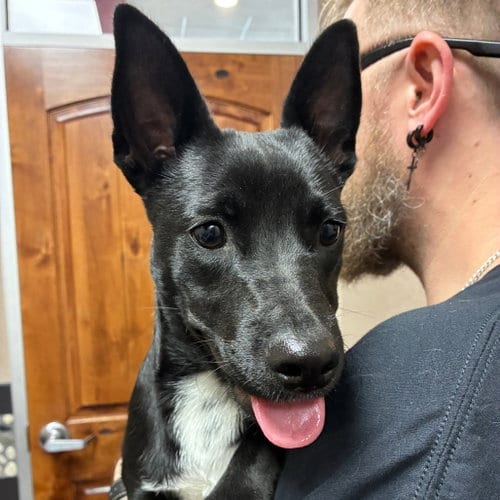 Photo of Independence, adoptable Terrier in Dallas, Texas