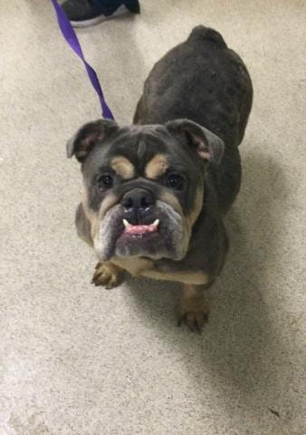 Photo of Princess, adoptable English Bulldog in Riverside, California