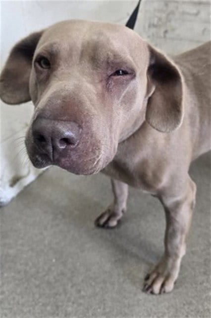 Photo of Kenna, adoptable Pit Bull Terrier in San Bernardino, California
