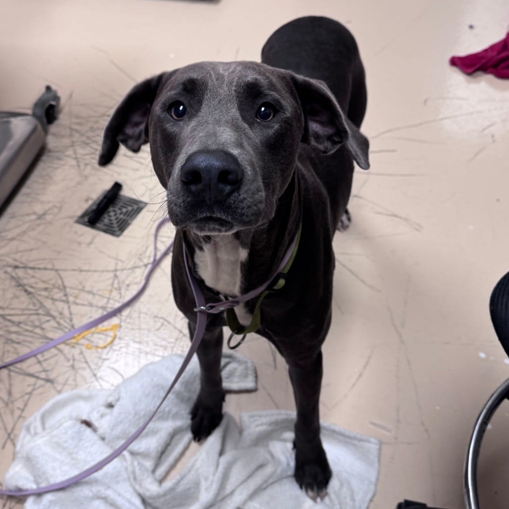 Photo of Henry Danger, adoptable Mixed Breed (Large) in Winston-Salem, North Carolina