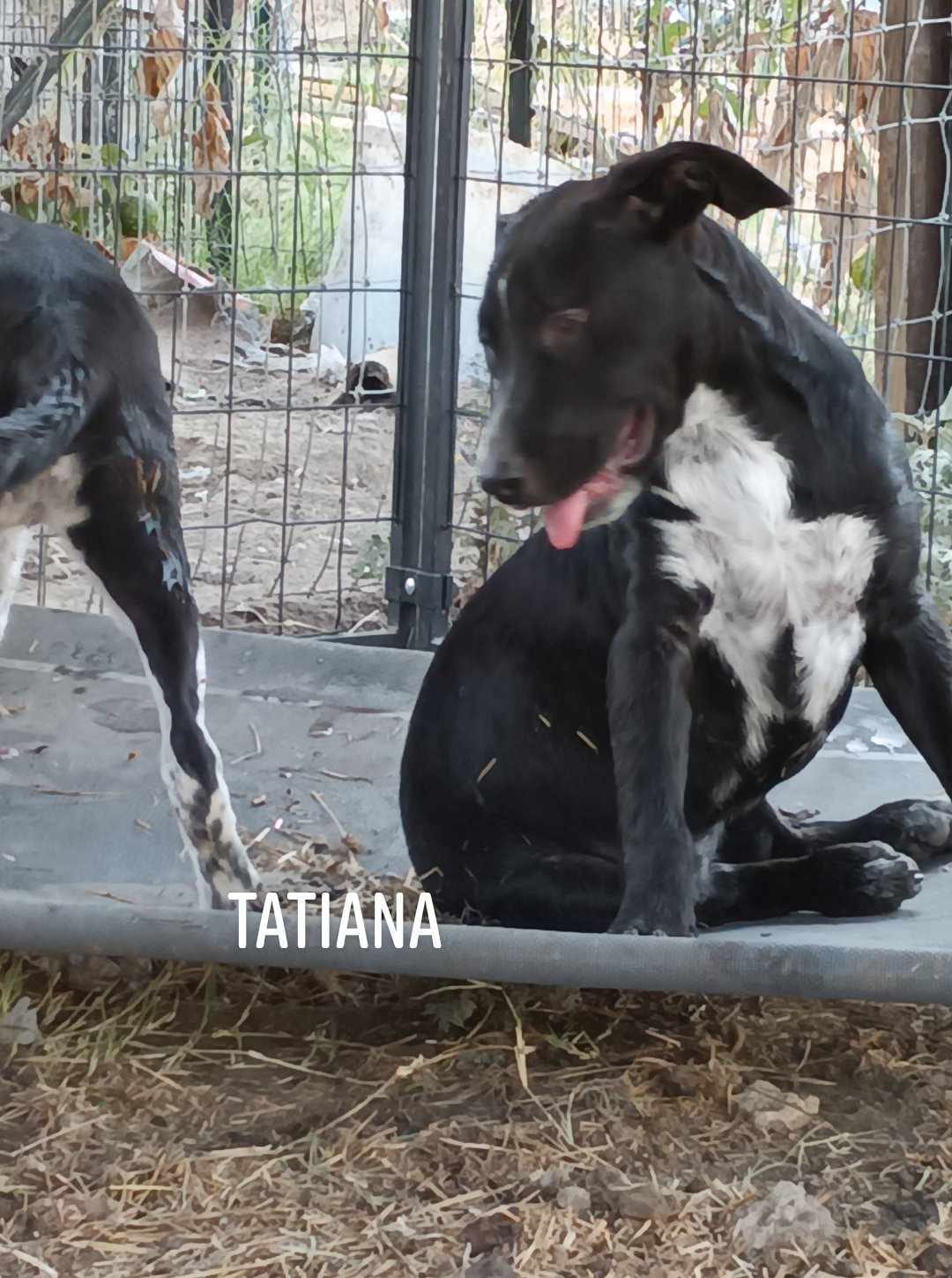 Photo of Tatiana, adoptable Labrador Retriever in Kempner, Texas