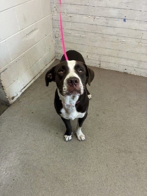 Photo of Bert, adoptable Labrador Retriever in San Bernardino, California