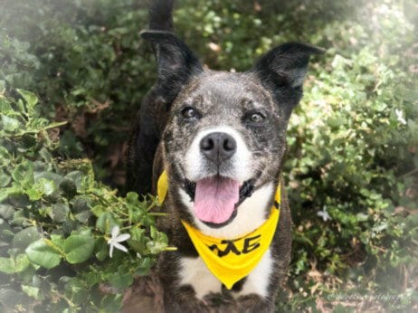 Photo of Lucy, adoptable Boxer in San Pedro, California