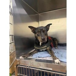 Photo of Kennedy, adoptable Mixed Breed (Medium) in Baton Rouge, Louisiana