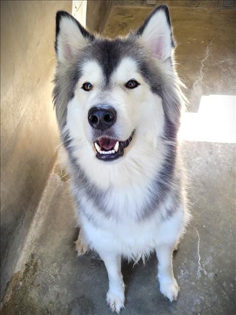 Photo of Luigi, adoptable Alaskan Malamute in Los Angeles, California