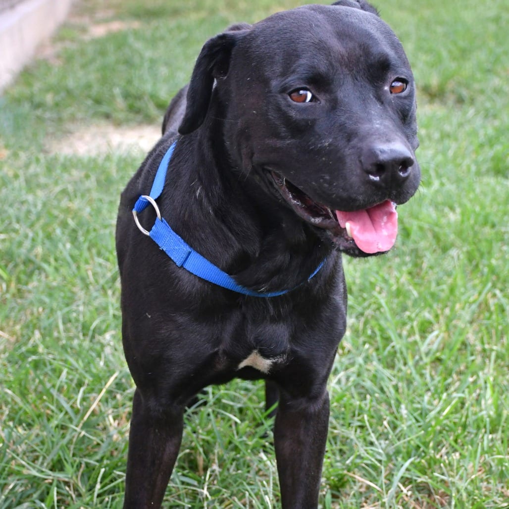 Photo of Crow, adoptable Retriever, Black Labrador in Beaumont, Texas