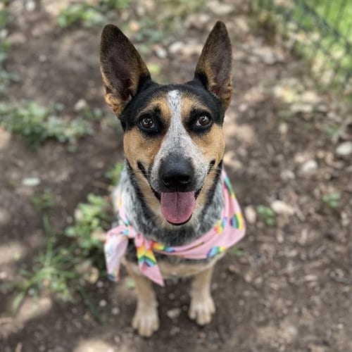 Photo of Catherine, adoptable Australian Cattle Dog/Blue Heeler in San Antonio, Texas
