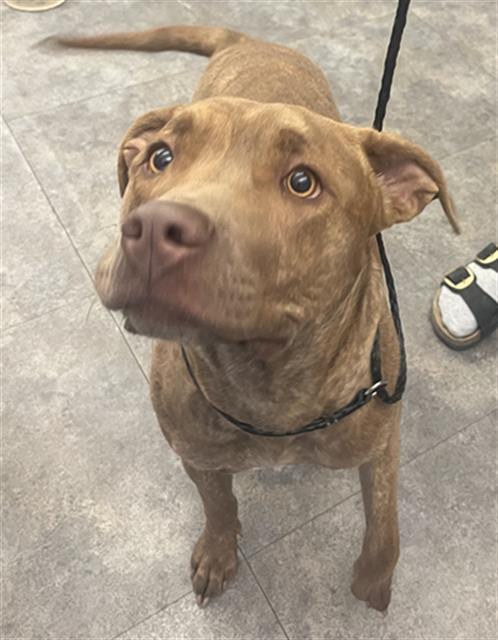 Photo of Athena, adoptable Mixed Breed
