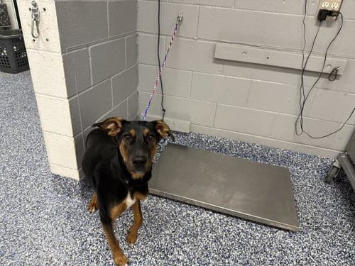 Photo of Sophie, adoptable Terrier in Thousand Palms, California