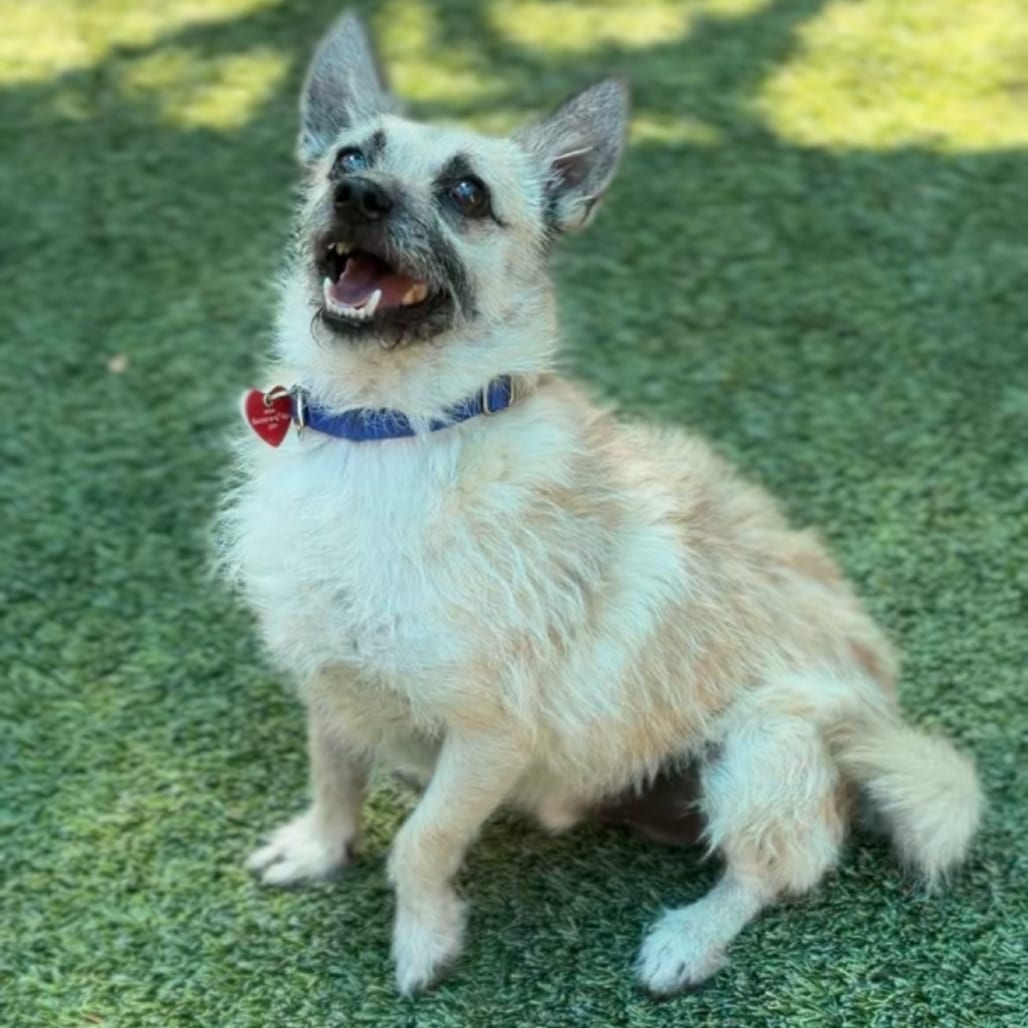 Photo of Scrappy A2287229, adoptable Terrier, Cairn in Middletown, New York