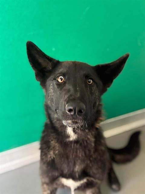 Photo of A256062, adoptable German Shepherd Dog in Visalia, California