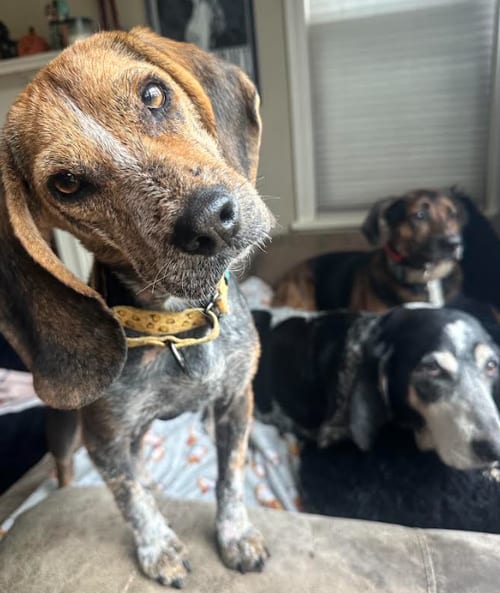 Photo of Lottery, adoptable Beagle in Brooklyn Center, Minnesota