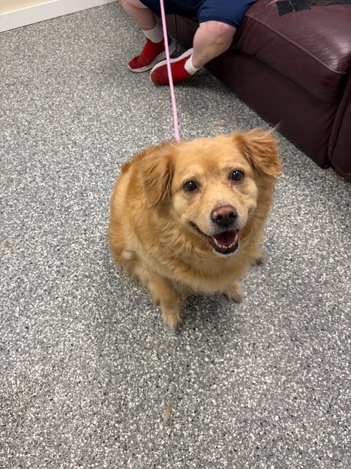 Photo of Ember, adoptable Retriever in Liverpool, New York