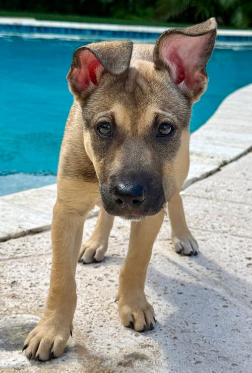 Photo of Betsy, adoptable Hound in Royal Palm Beach, Florida