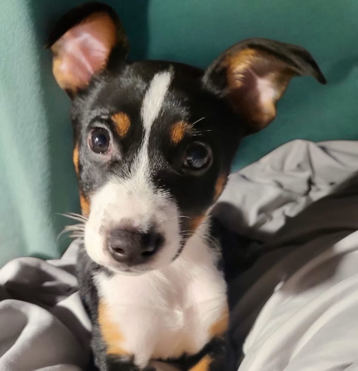 Photo of Sadie, adoptable Rat Terrier/Mixed Breed (Medium) in Baton Rouge, Louisiana