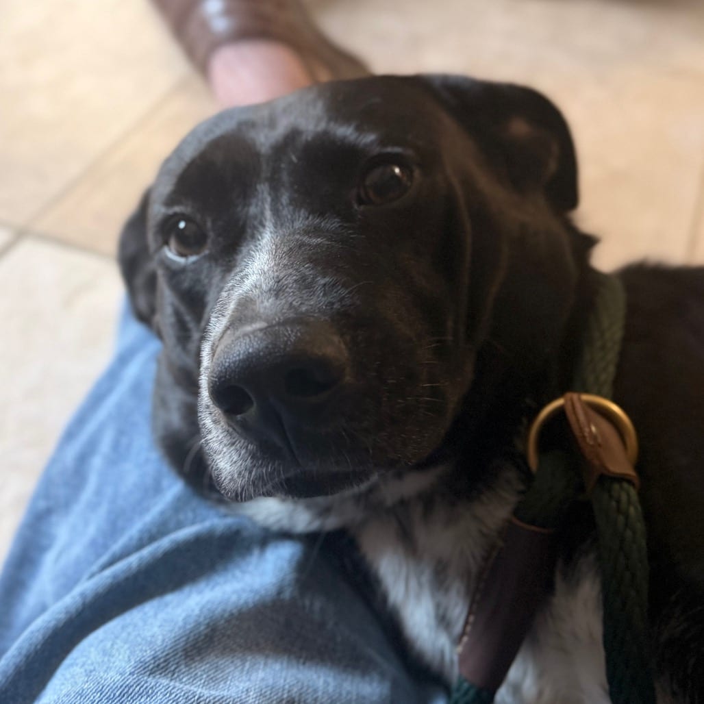 Photo of Rico, adoptable Mixed Breed (Medium) in Chattanooga, Tennessee