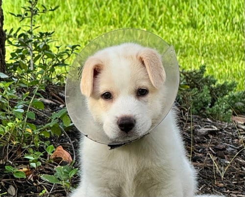 Photo of Ranger, adoptable Great Pyrenees in The Woodlands, Texas