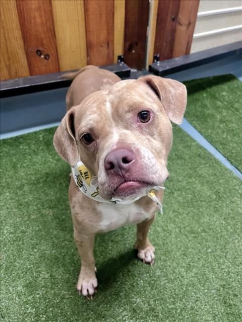 Photo of Yvette, adoptable Staffordshire Bull Terrier in Houston, Texas