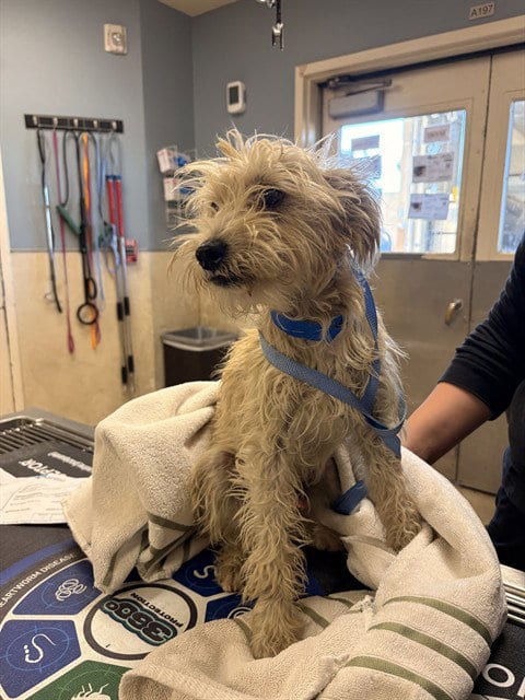 Photo of Billy, adoptable Terrier in Riverside, California
