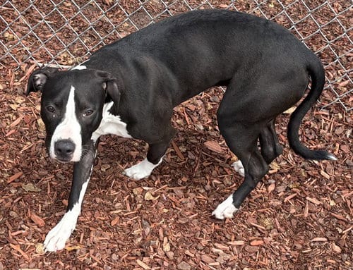 Photo of Belle, adoptable American Pit Bull Terrier in Panama City, Florida
