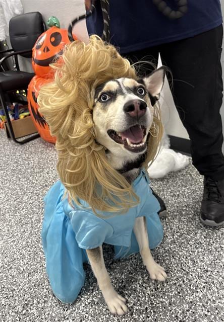 Photo of Misha, adoptable Husky in Rosenberg, Texas