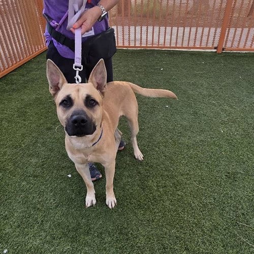 Photo of Ark Bark, adoptable German Shepherd Dog in Las Vegas, Nevada