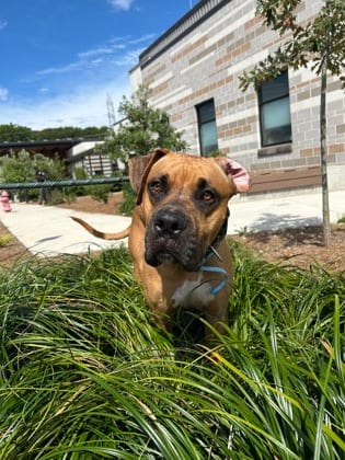 Photo of Monaco, adoptable dog in Atlanta, Georgia