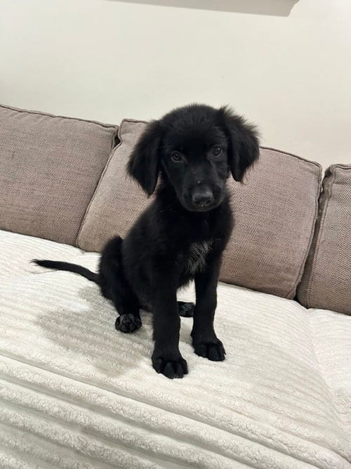Photo of Boston (B Squad), adoptable Labrador Retriever in Brewster, New York