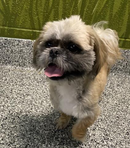 Photo of Grover, adoptable Shih Tzu in Clinton Township, Michigan