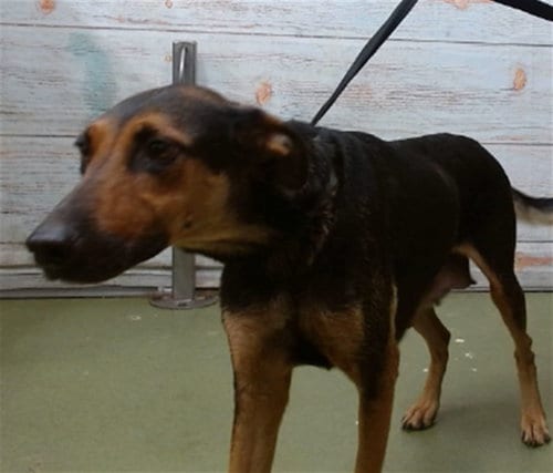 Photo of Darla, adoptable German Shepherd Dog in San Bernardino, California