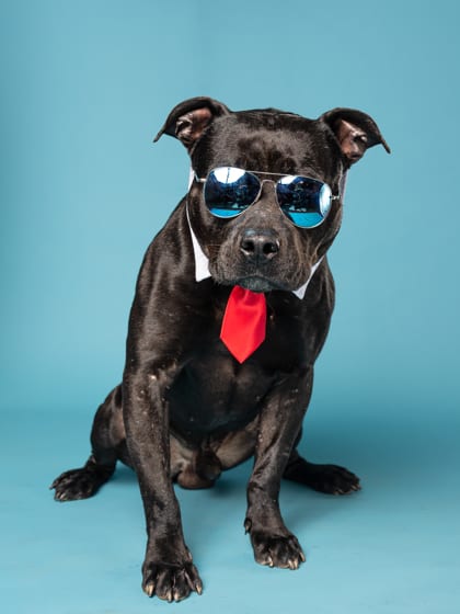 Photo of Skibbidy Bop, adoptable dog in Atlanta, Georgia
