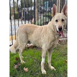 Photo of Ghosty, adoptable Shepherd (Unknown Type) in Jurupa Valley, California