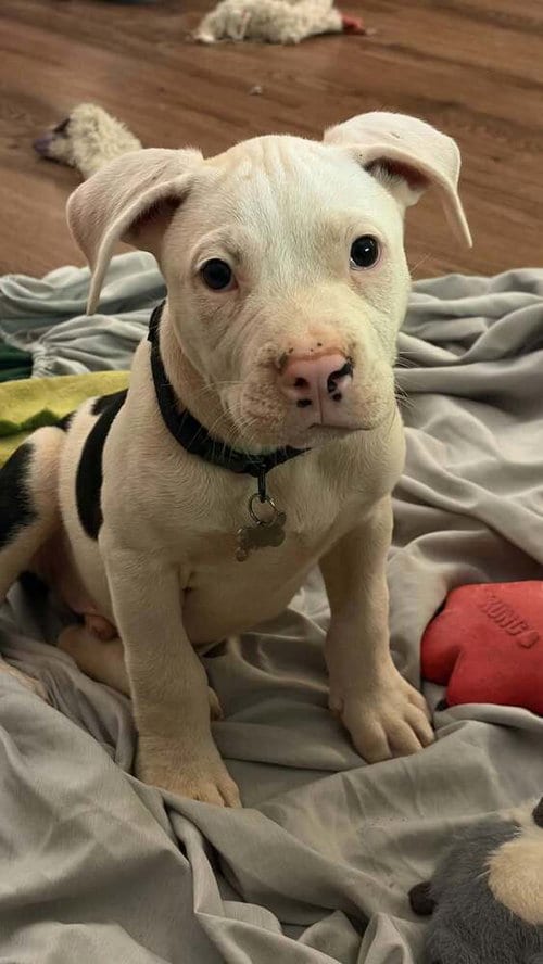 Photo of Carlsbad Caverns, adoptable Terrier in Candler, North Carolina