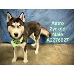 Photo of Astro, adoptable Husky in Chatsworth, California