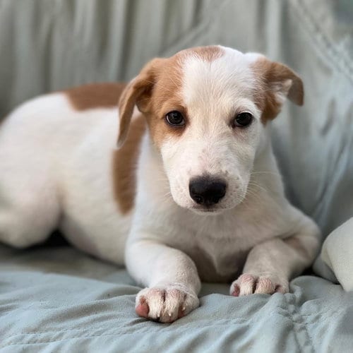 Photo of Napoleon Dynamite Pup - Lafawnduh, adoptable Labrador Retriever in San Diego, California